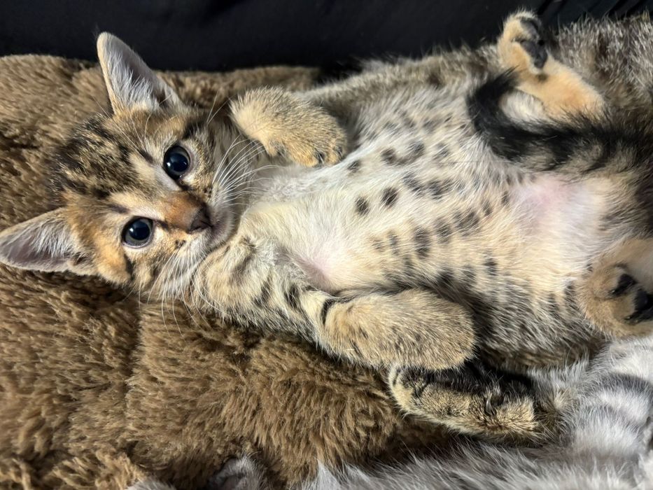 Котята в добрі руки кошеня