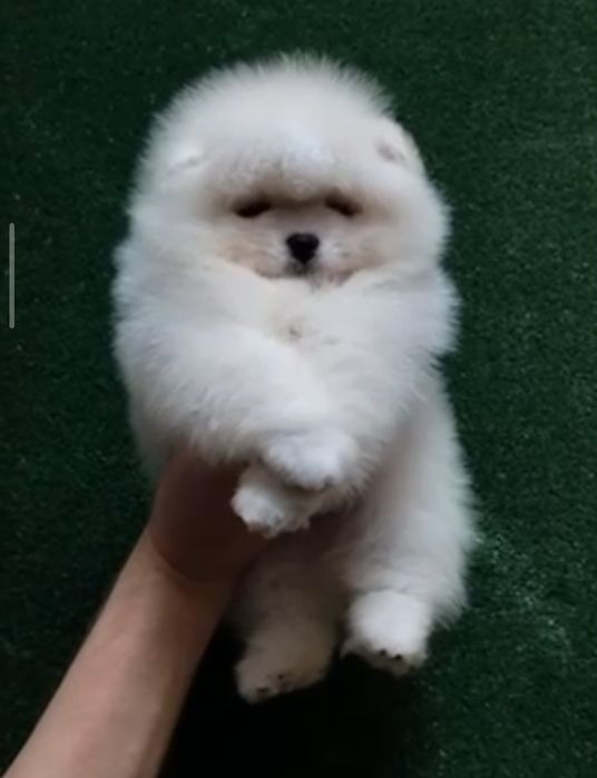 Померанский шпиц мальчик 2 месяца