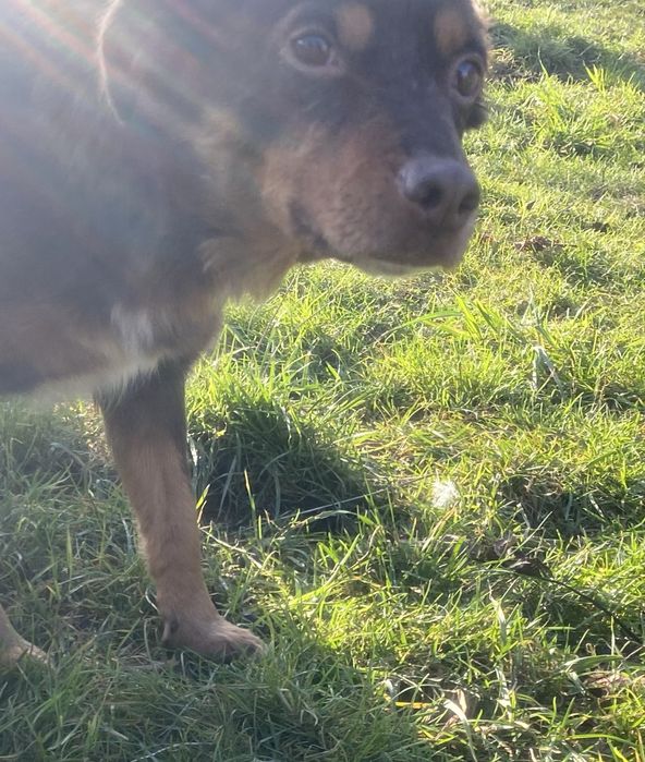 Sunia Choko - do adopcji czekoladowa piekność