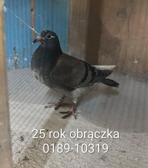 Młode gołebie TANIO