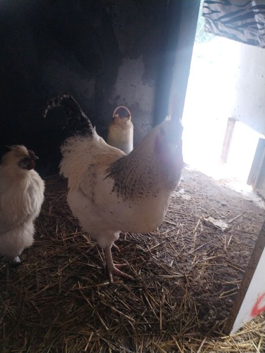 Sprzedam dorosłego koguta cena 55zl do negocjacij