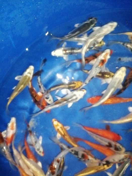 Carpas koi 7 a 8cm"promoção"