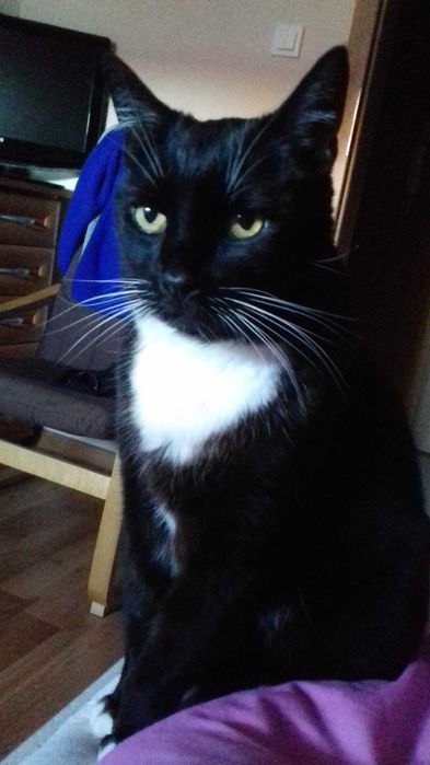 zaadoptuję kota  na stałe