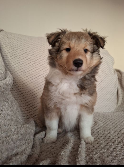 Owczarek Szetlandzki FCI