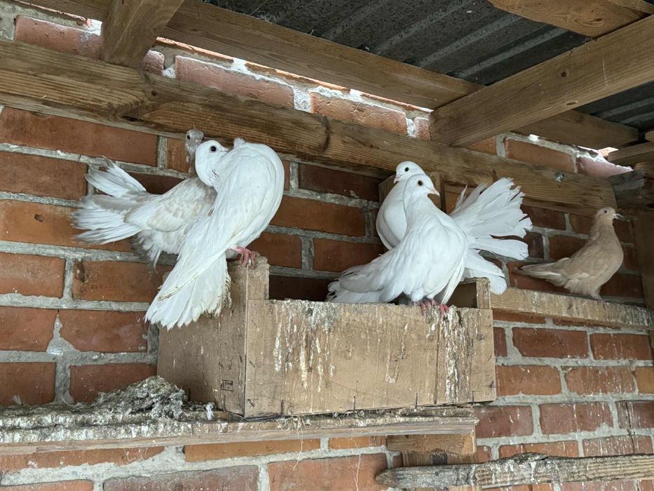 Golębie pawiki gołąb pawik