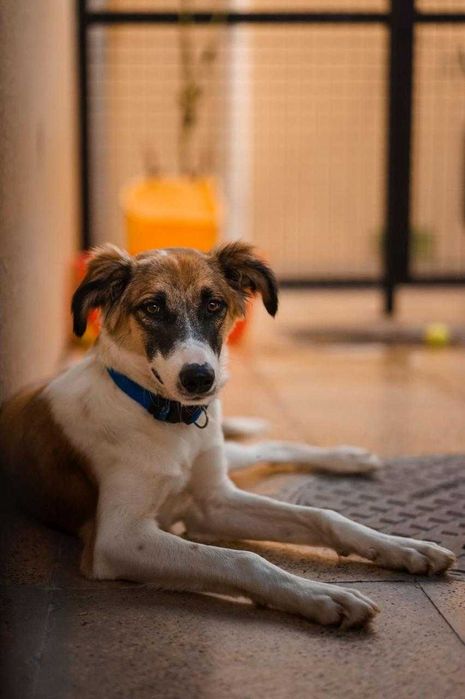 Daisy, arabska księżniczka z pustyni