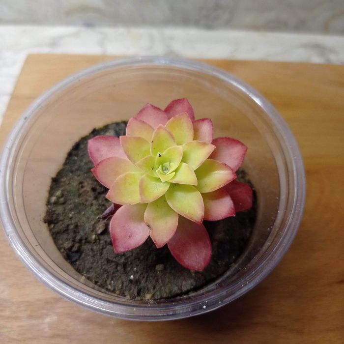 Suculenta Sedum Palmeri. Entrega grátis na área metropolitana Lisboa