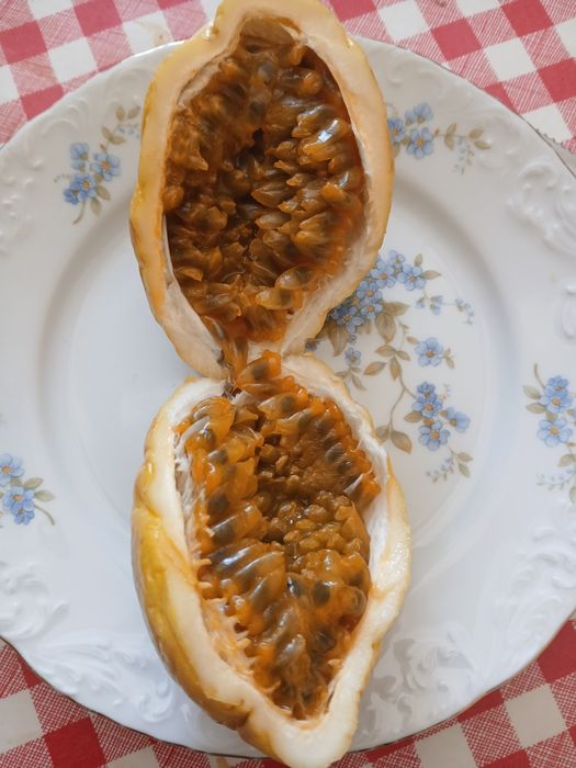 Plantas de   Maracujá Foetida