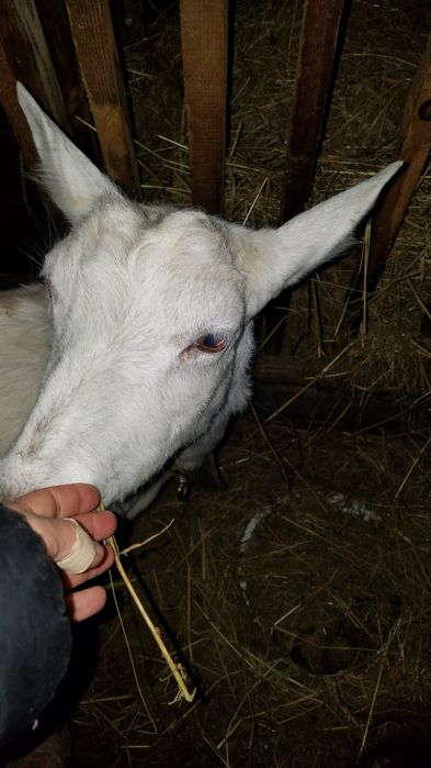 Продам козу криту нубійцем