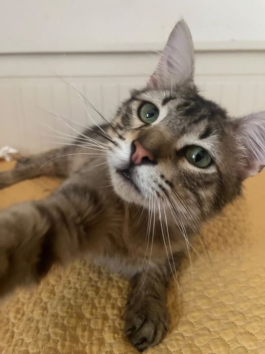 Gato jovem para adoção responsável