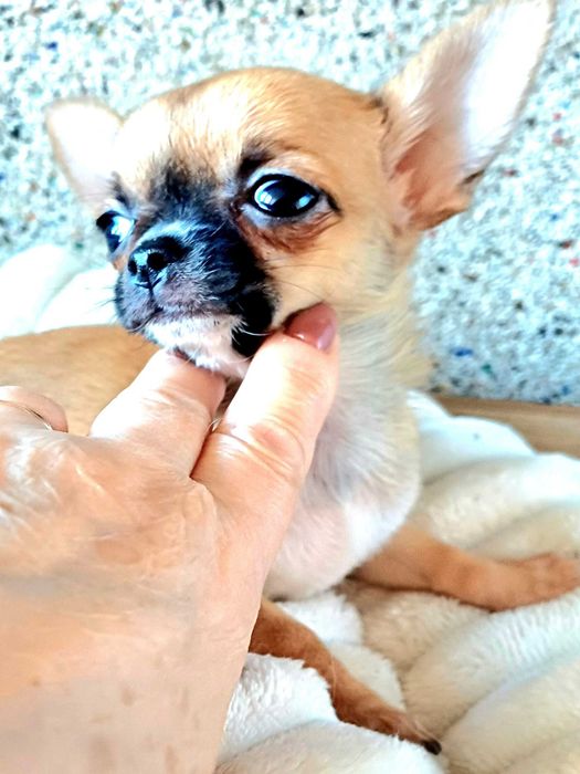 Unikatowa Miniaturowa dziewczynka