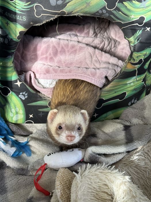 Frytek szuka domu tymczasowego