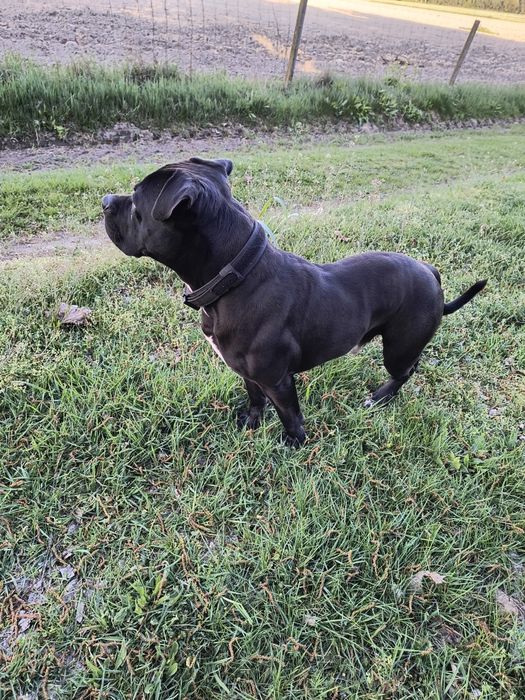 Pies z rodowodem Pitbull