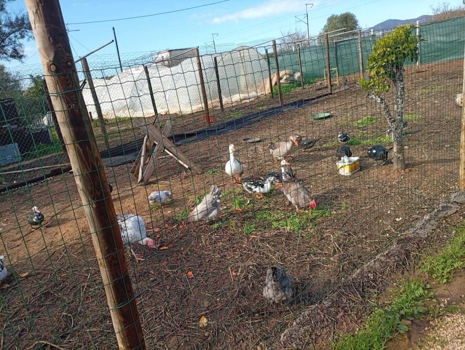 Vendo casal de patos mudos