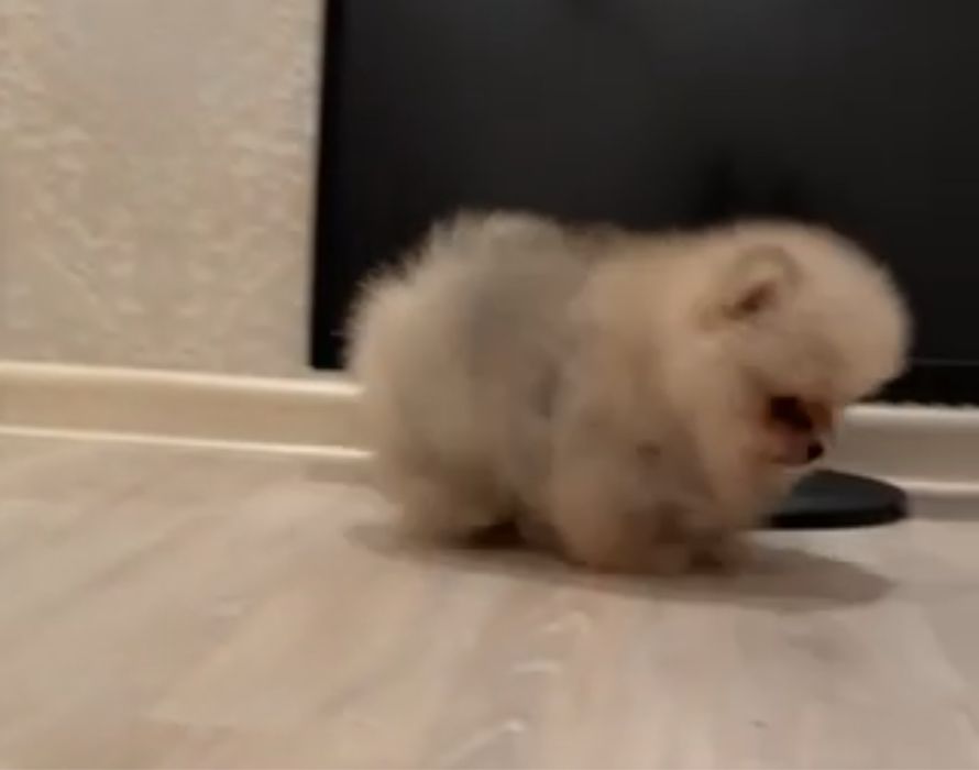 Файний оранж помчик,мiнi