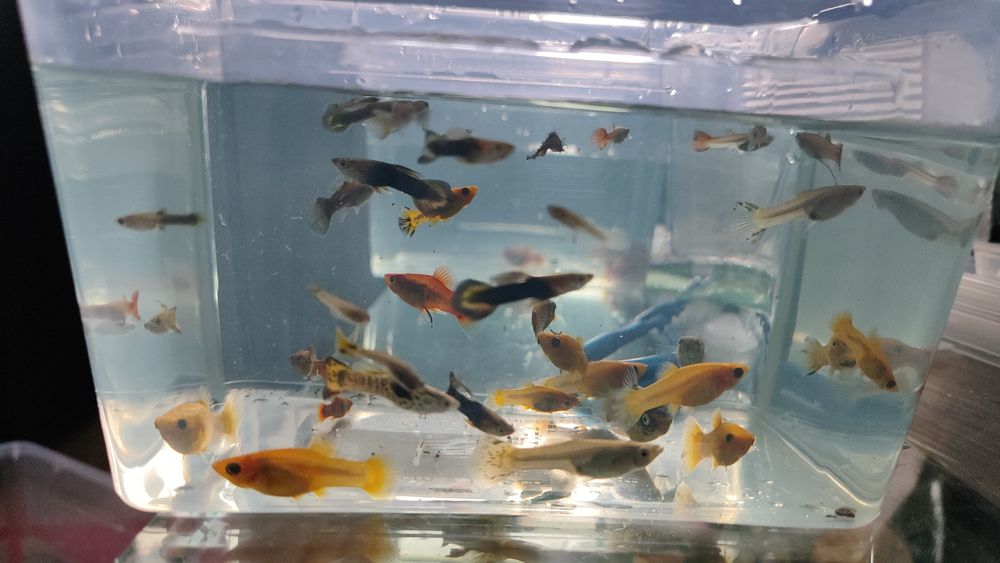 Sprzedam nadmiar małych rybek z własnego akwarium