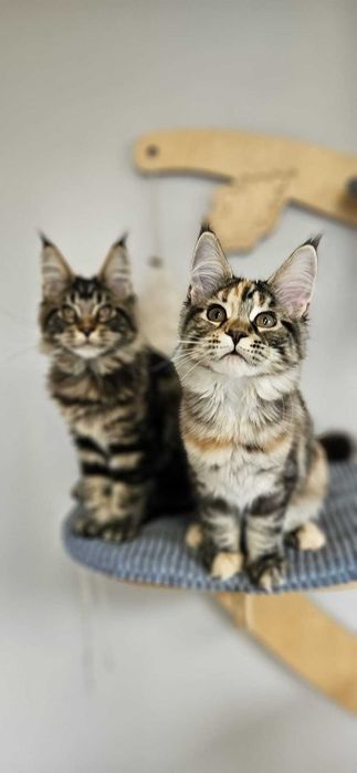 Kotka Maine Coon  miot "K" KARLA