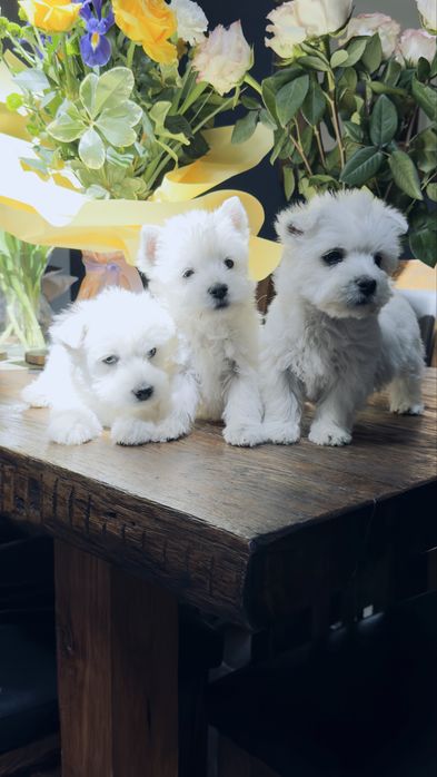 West  highland  terrier . Samiec , promocja na weekend .