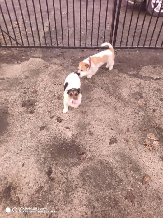 Oddam psy Jack Russell