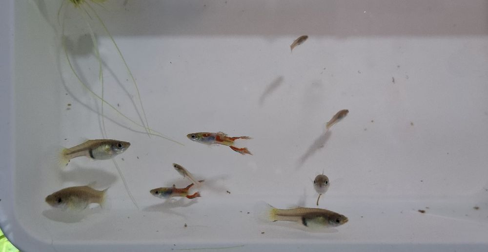 6,00€ 8 guppys 2 machos 4 fêmeas 2 filhotes