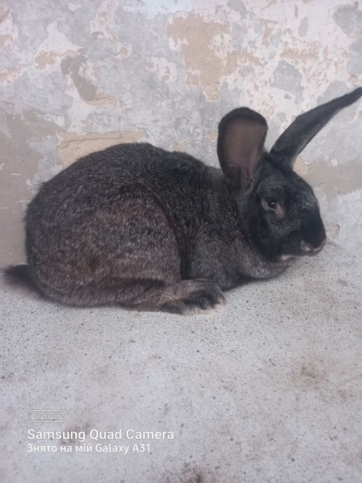 Кролики,кролі,вухаті