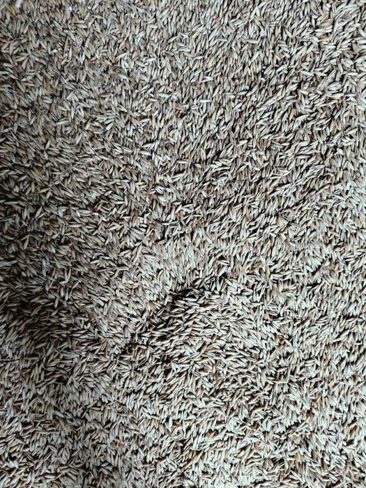 sprzedam mieszankę owsa z pszenicą