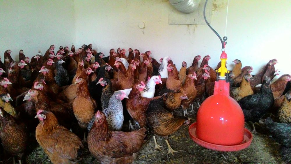 Kury.  kurki, młode nioski