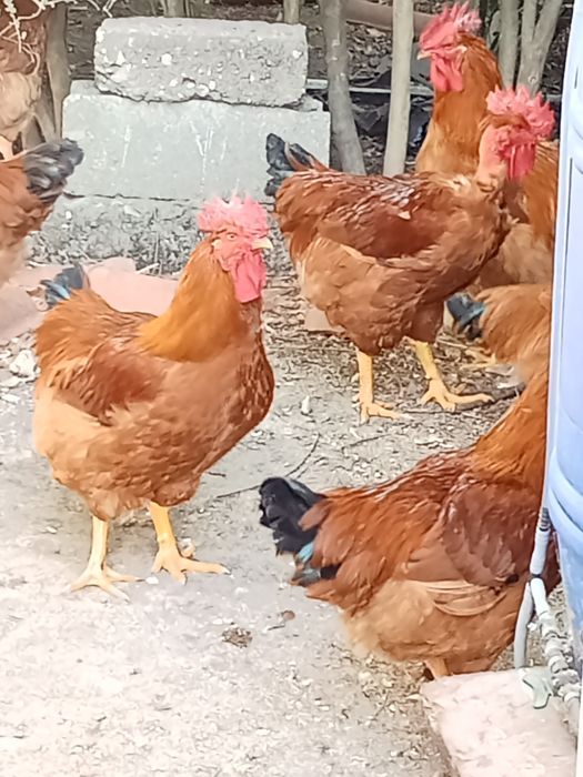 Vendo galos caseiros