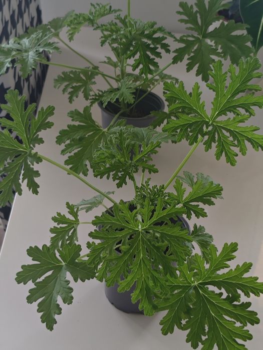 Anginki pachnące/ geranium