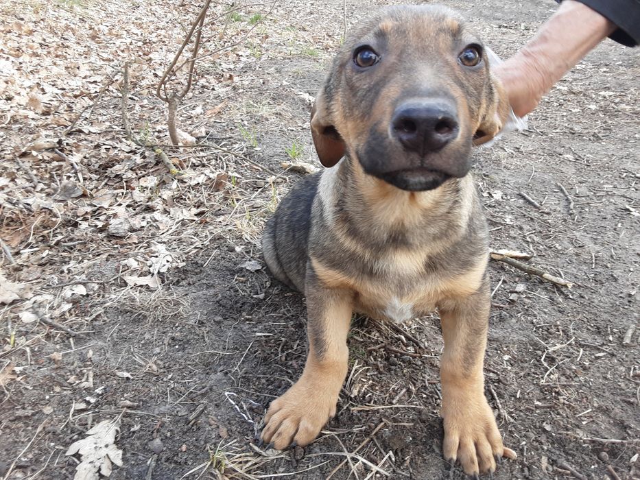 Віддамо в добрі руки цуценят віком 4 місяці, метис "такса - кабанчик".
