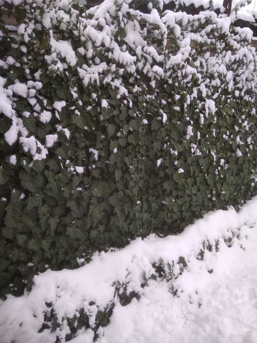 Ель Канадская, Туя, Плющ вечно зеленый, морозостойкий. Саженцы