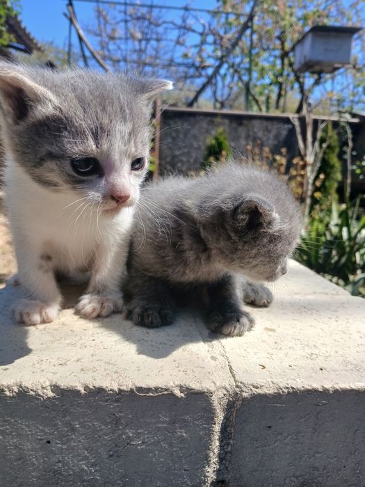 Котики ,не породисті