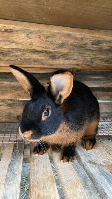 Черно-Огненный кролик , Рекс серый