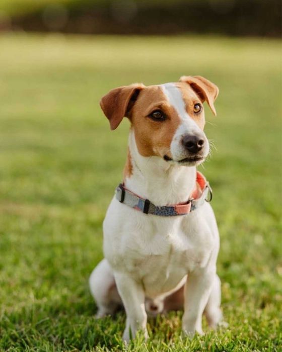 Jack Russell Terrier –  suczka Heca!