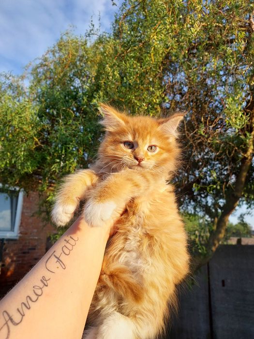 Мейн куни купити котинят