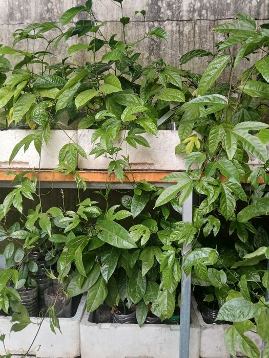 Plantas Maracujá Rubi do Cerrado