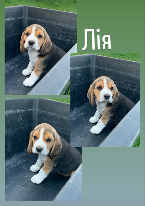 Продаю собаченят