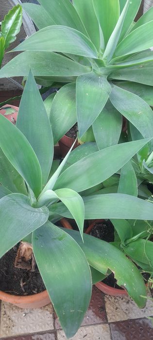 Planta Agave-Dragão