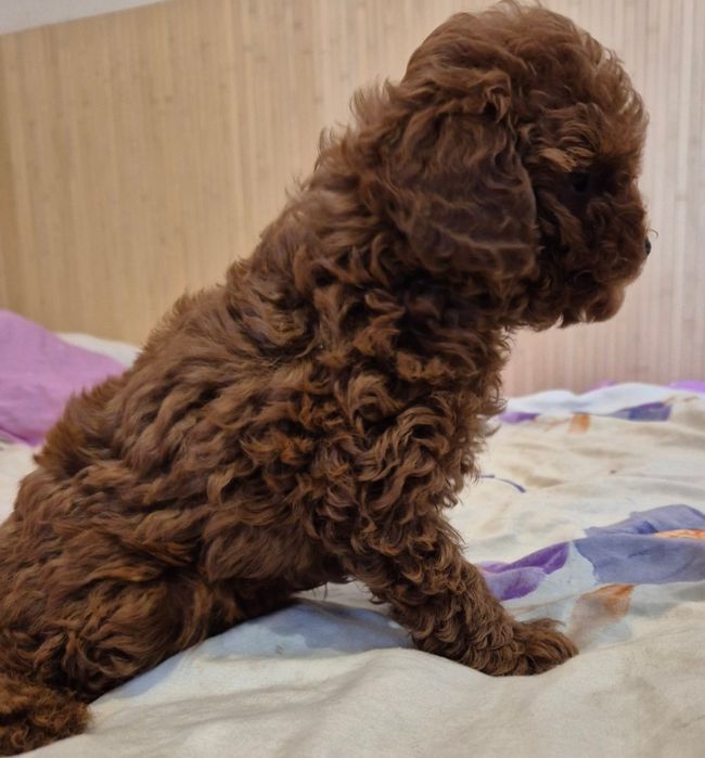 Хлопчик тои пуделя редбраун