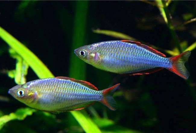 GB tęczanka neonowa