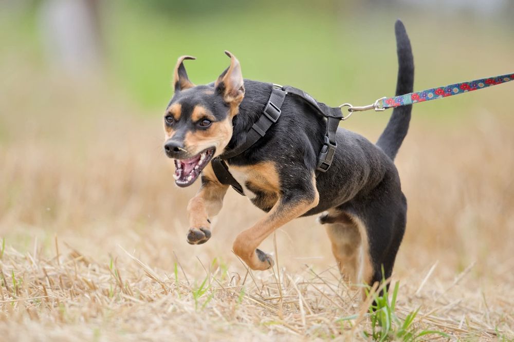 Roczny Diorek pilnie czeka na dom