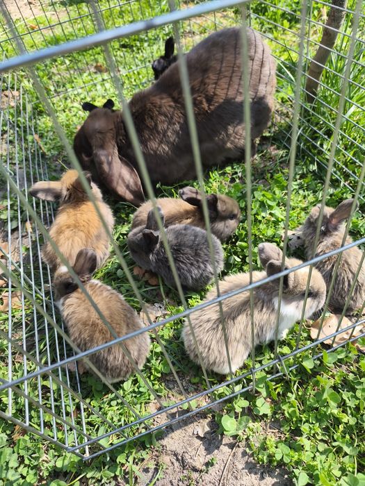 Baran francuski młode