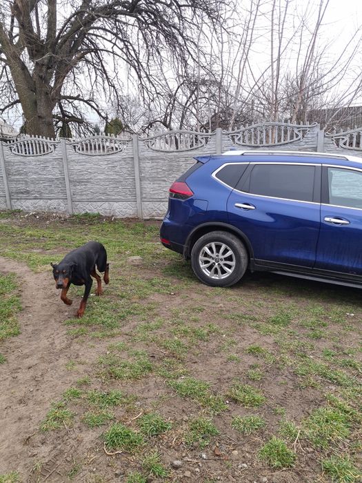 Продам Nissan Rogue
