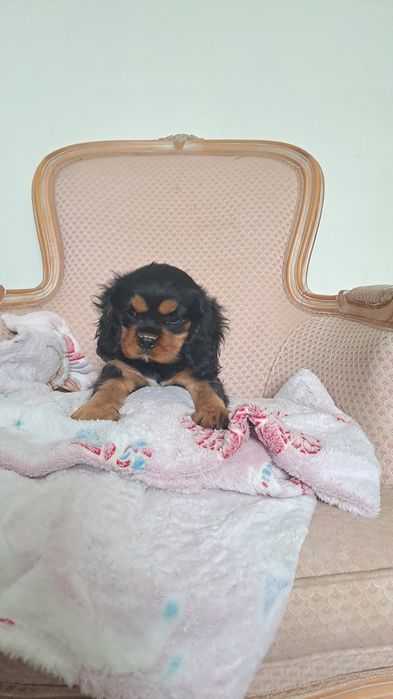 Suczki Cavalier King Charles Spaniel