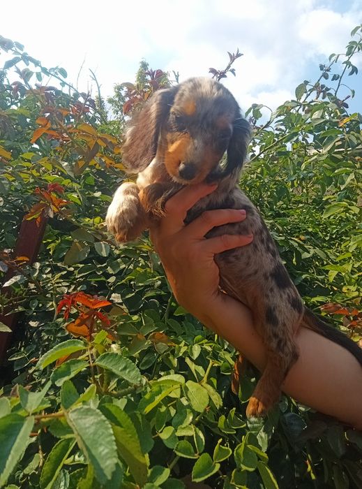 Довгошерстний мерле красень.