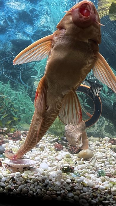 Великі анциструси– 32 см з хвостом, здорові