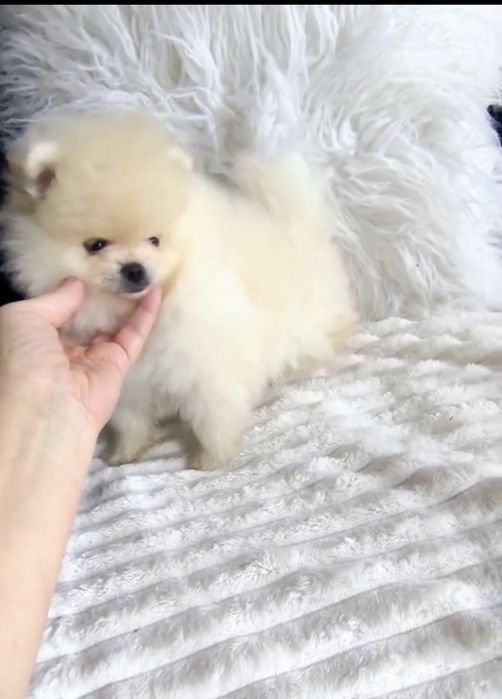 Spitz Anão/ Lulu da Pomerânia  Russo . Mini.. Lop e Afixo Pedigree.Lop