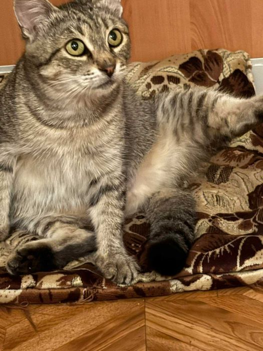 Срочно ищет дом кошечка Ясмина.