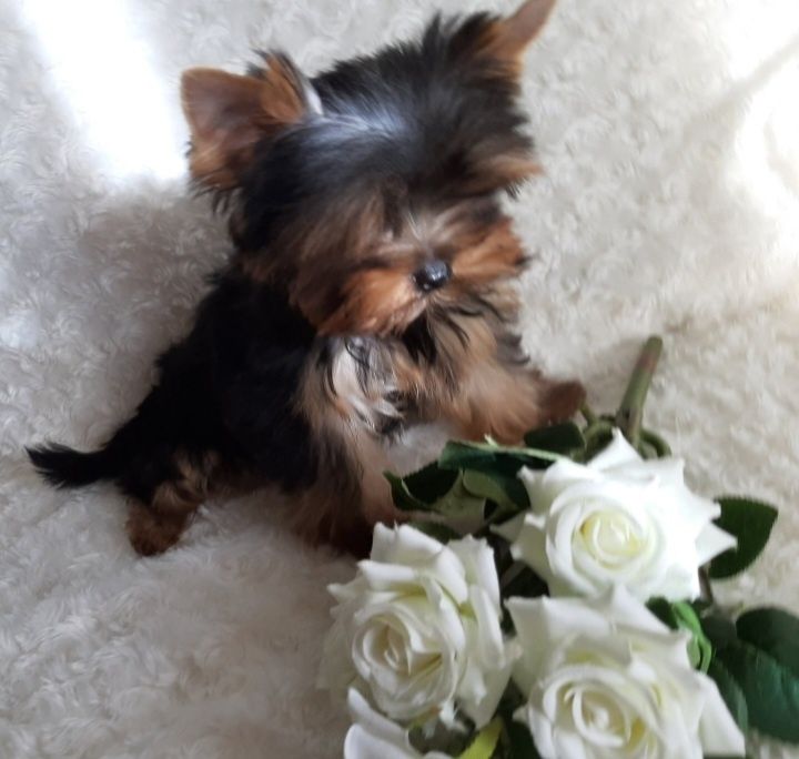 Супер мини мини  крошка йорочка девчуля