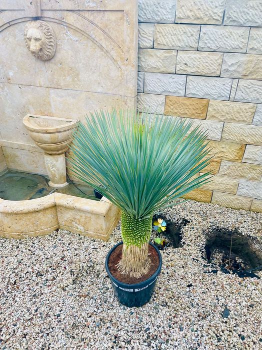 Yucca rostrata 145cm MEGA GRUBA mrozoodporna -20
